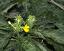 inflorescence(s)