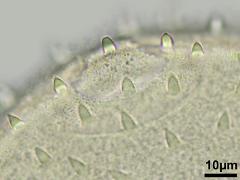 hydrated pollen,aperture with operculum