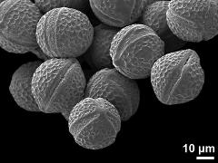 dry pollen grains