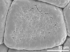 part of polyad,dry pollen