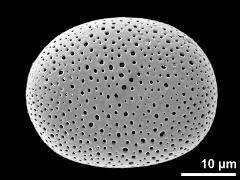 polar proximal view