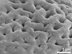 Sculpture in polar area