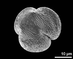 polar view (dry pollen grain)