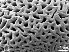 exine surface