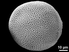 polar proximal view