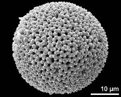 dry pollen grain