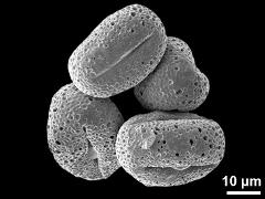 dry pollen grains