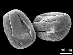 dry pollen grains