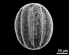 dry pollen grain in equatorial view