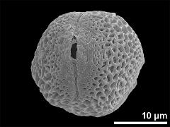 Equatorial view showing one aperture