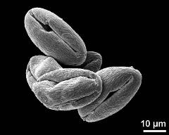 dry pollen grains