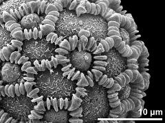 hydrated pollen grain