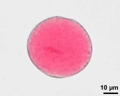 pollen grain with generative cell and vegetative nucleus