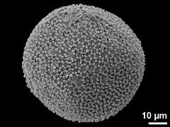 hydrated pollen