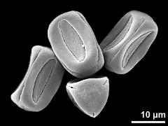 dry pollen grains