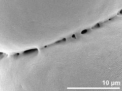 exine surface