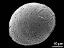 hydrated pollen,diporate