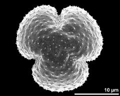 polar view (dry pollen grain)