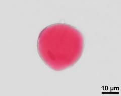 bi-cellular pollen grain