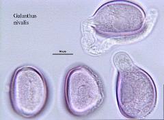 hydrated pollen