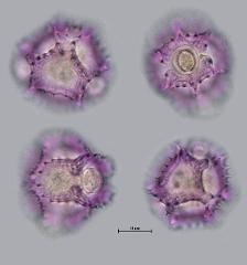 hydrated pollen