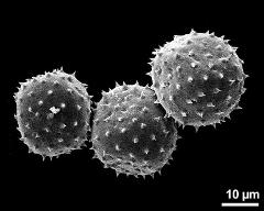 dry pollen grains