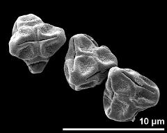 dry tetrads