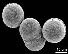 dry pollen grains