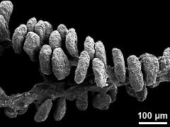 pollinium