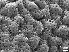 exine surface of dry pollen grain