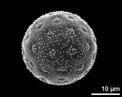 hydrated pollen grain