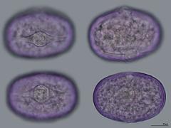 hydrated pollen
