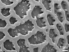 exine surface