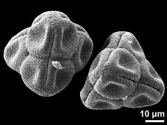 dry tetrads