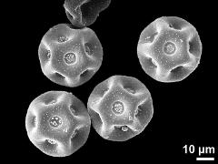 dry pollen grains