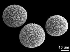 hydrated pollen grains