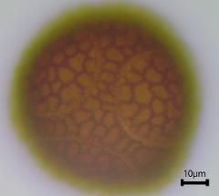 acetolyzed pollen