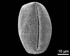 dry pollen grain in equatorial view