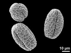 dry pollen grains