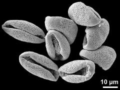 dry pollen grains