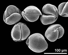 dry pollen grains