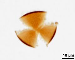 acetolyzed pollen, optical section