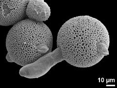 hydrated pollen,germinating pollen grain