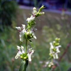 flowers of Stachys annua