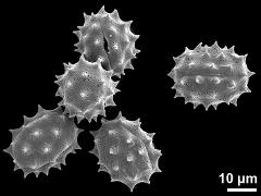 dry pollen