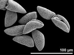 dry pollen grains