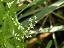 flowers of Galium elongatum