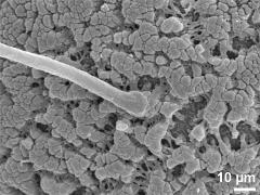 exine surface,insertion of viscin thread