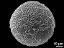 distal polar view
