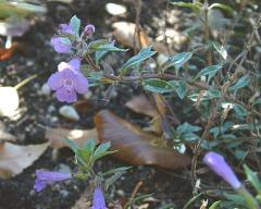 flowers of Acinos alpinus